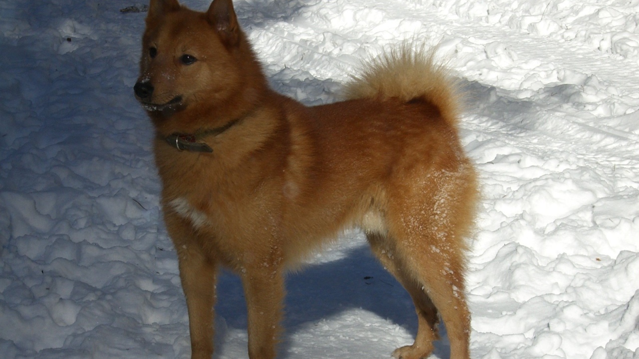Карело-финская лайка на снегу