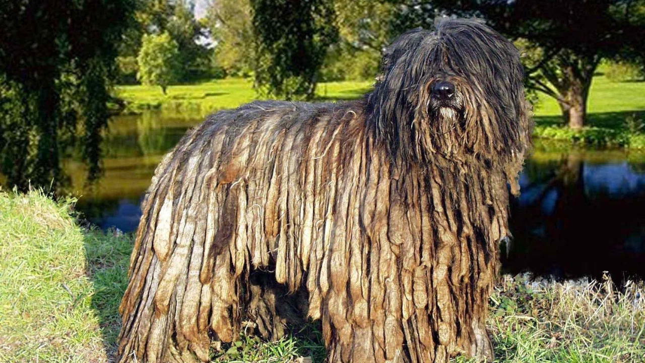 Собака комондор в парке