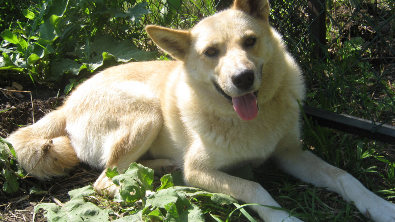 Лайка лежит у забора