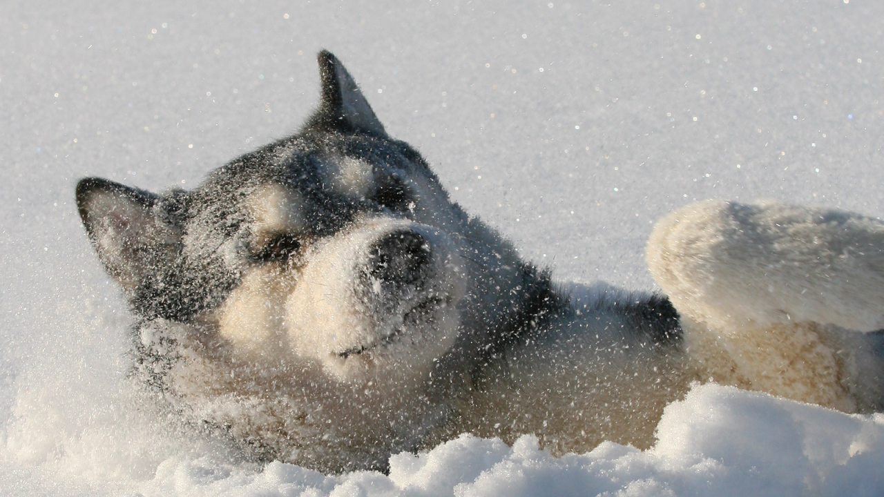 Лайка лежит в снегу