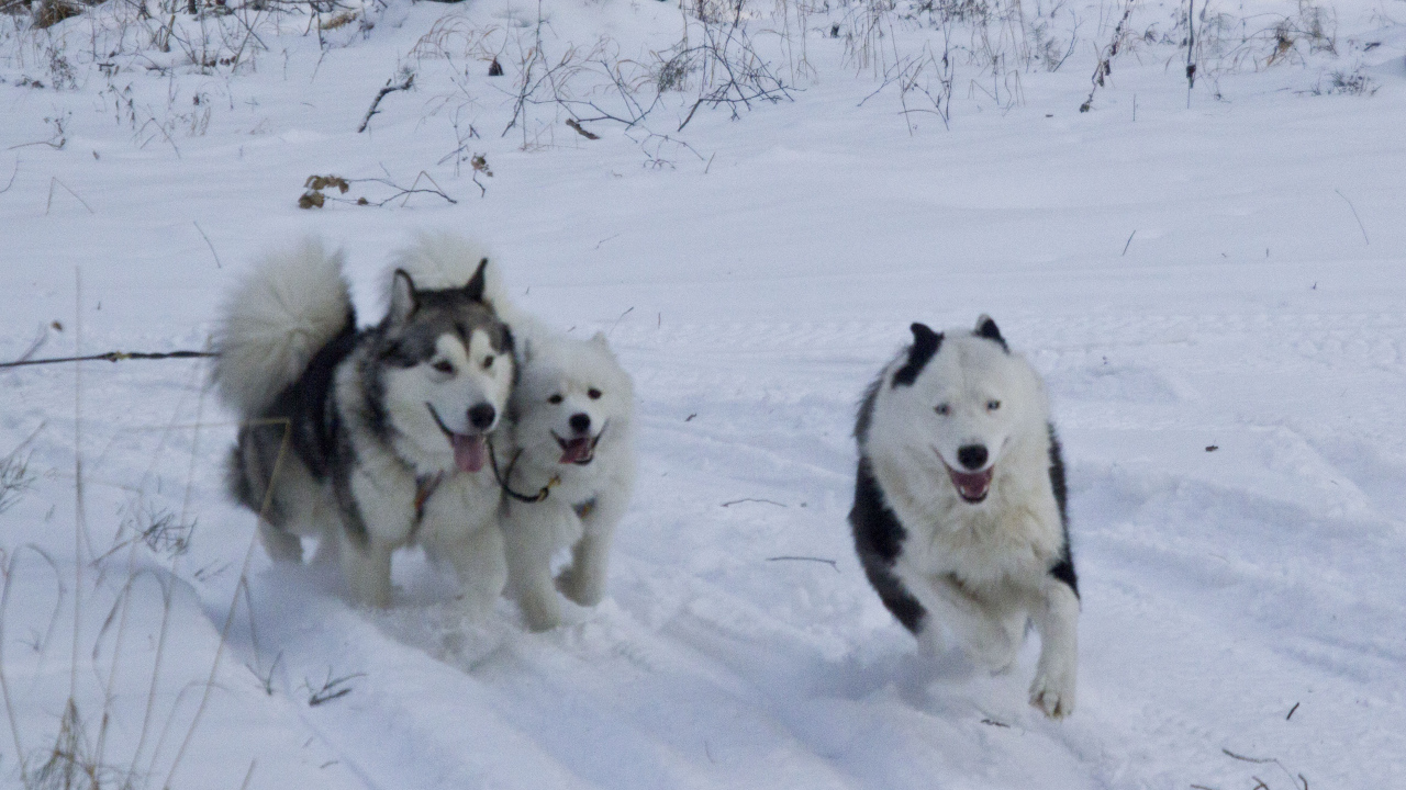Лайки бегут по лесу