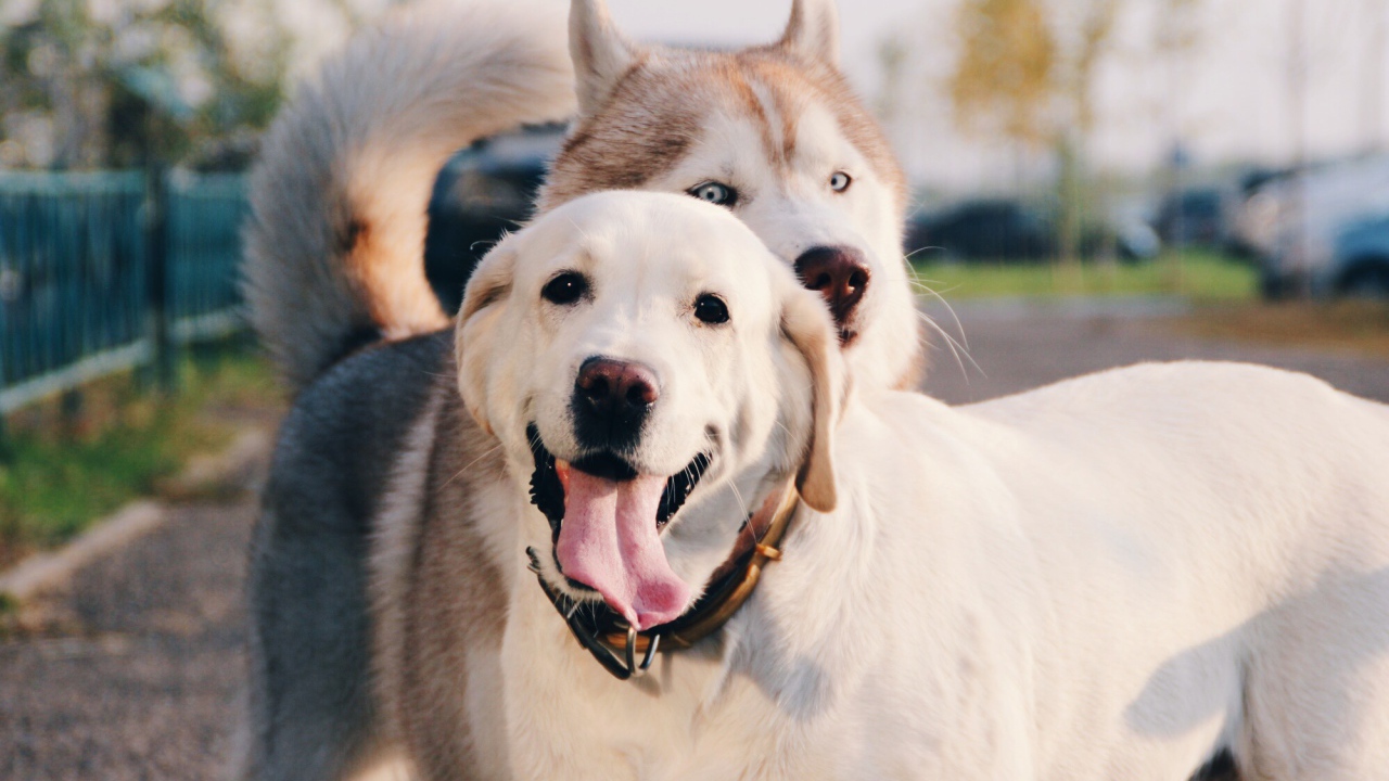 Лайка с ретривером на улице