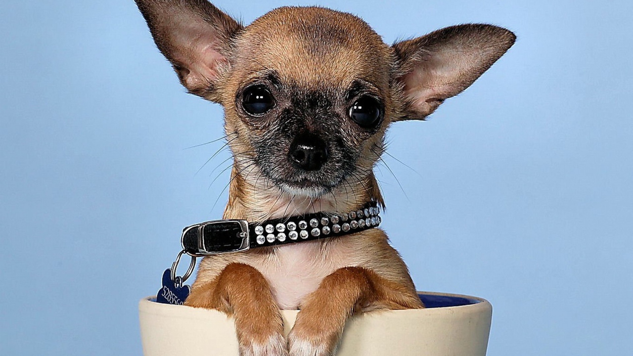 Маленькая чихуахуа в чашке