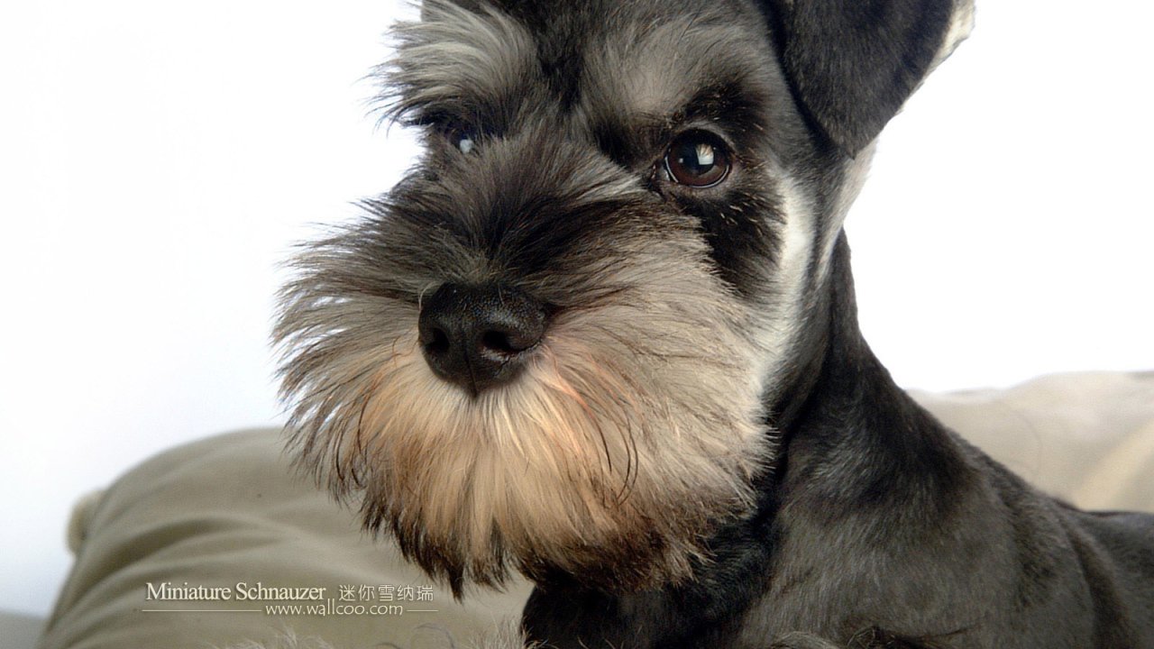 Маленький шнауцер на подушке