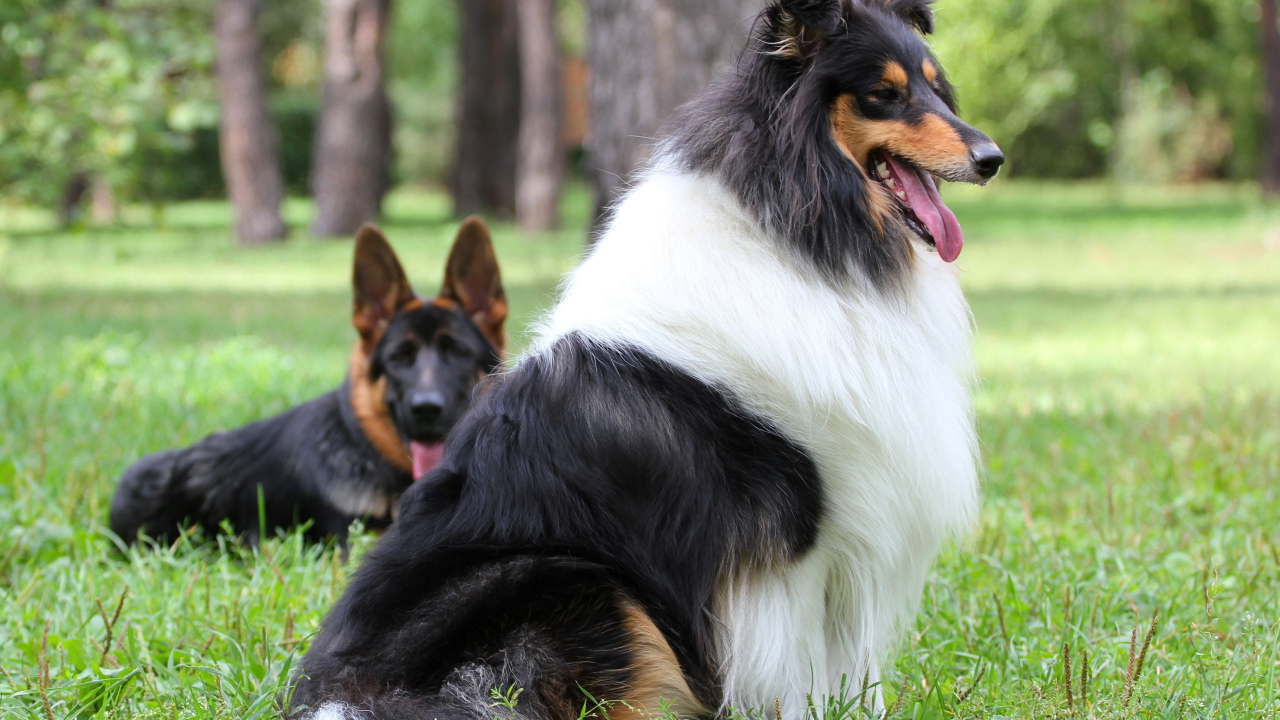 Длинношерстная собака колли