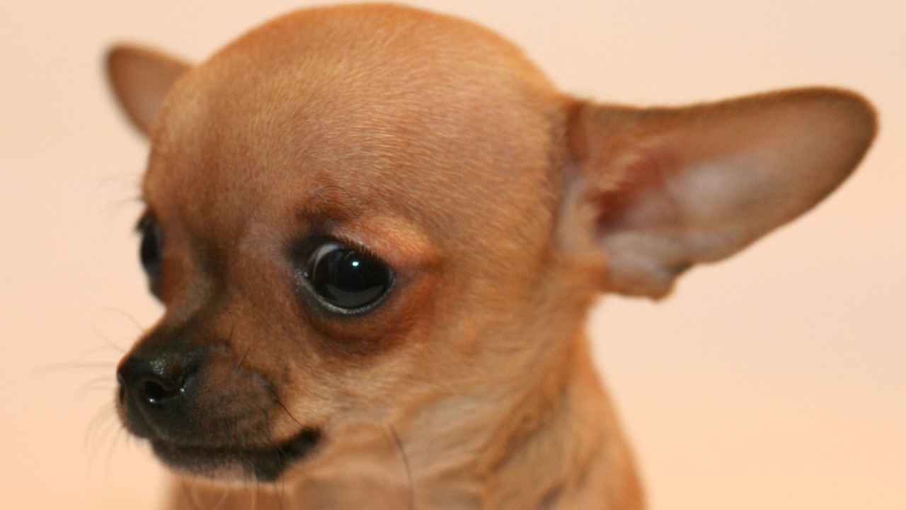 Взгляд собаки чихуахуа