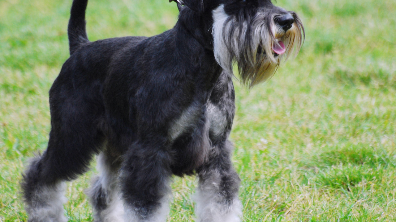 Миниатюрный шнауцер на прогулке