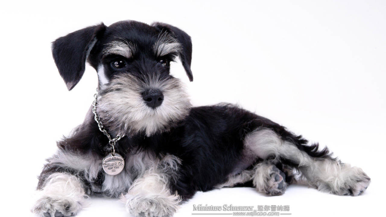 Миниатюрный шнауцер с наградой