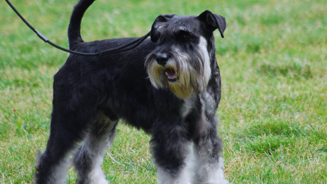 Миниатюрный шнауцер на поводке