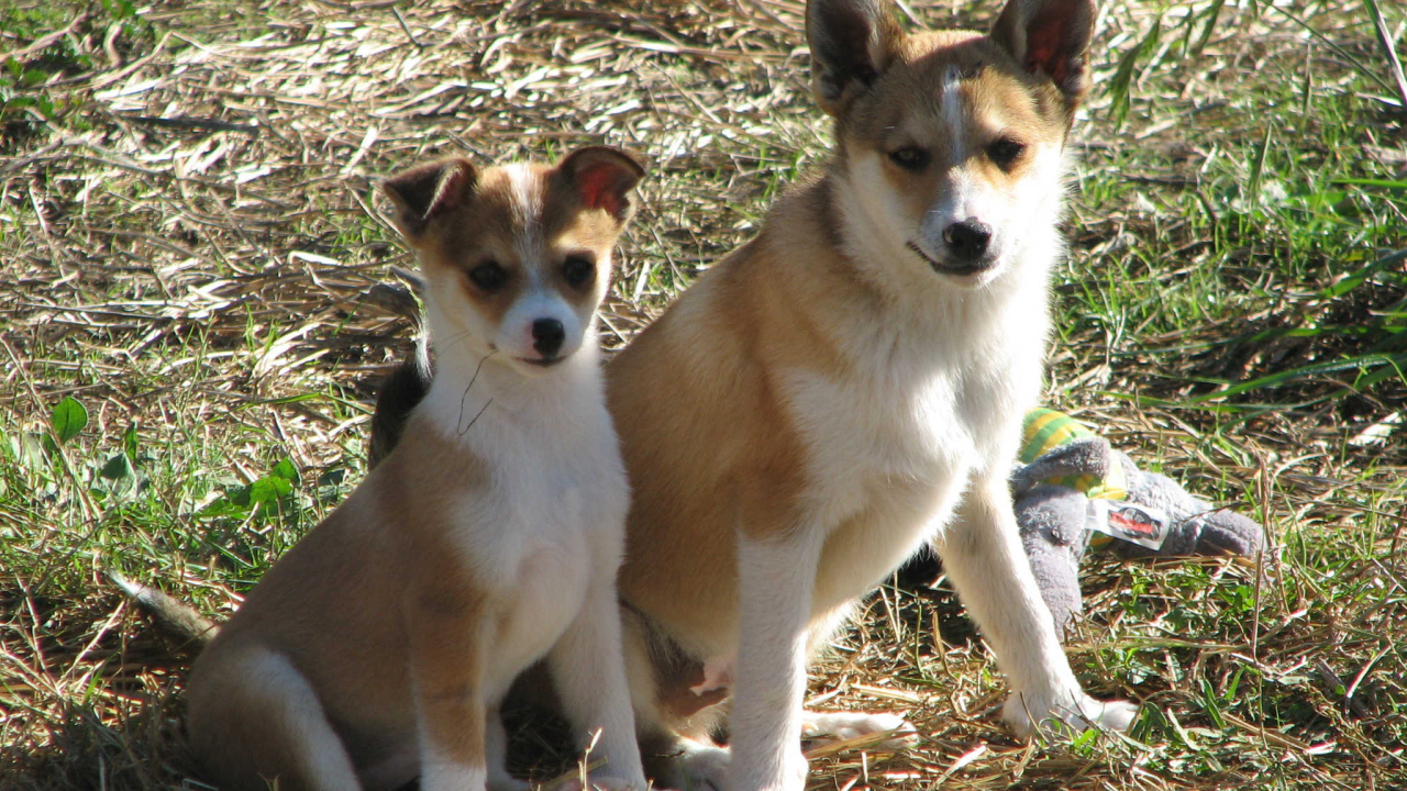 Мама норвежский лундехунд с щенком