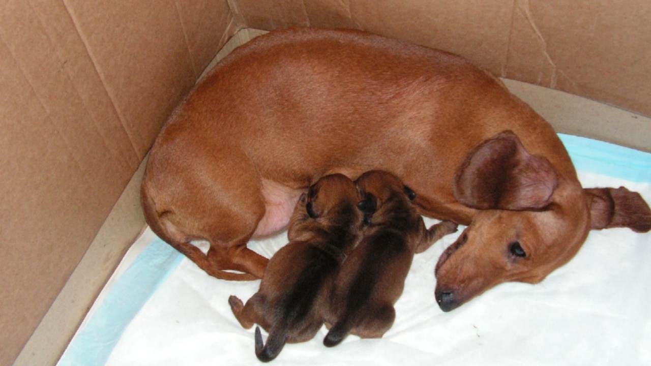 Мама такса с щенками