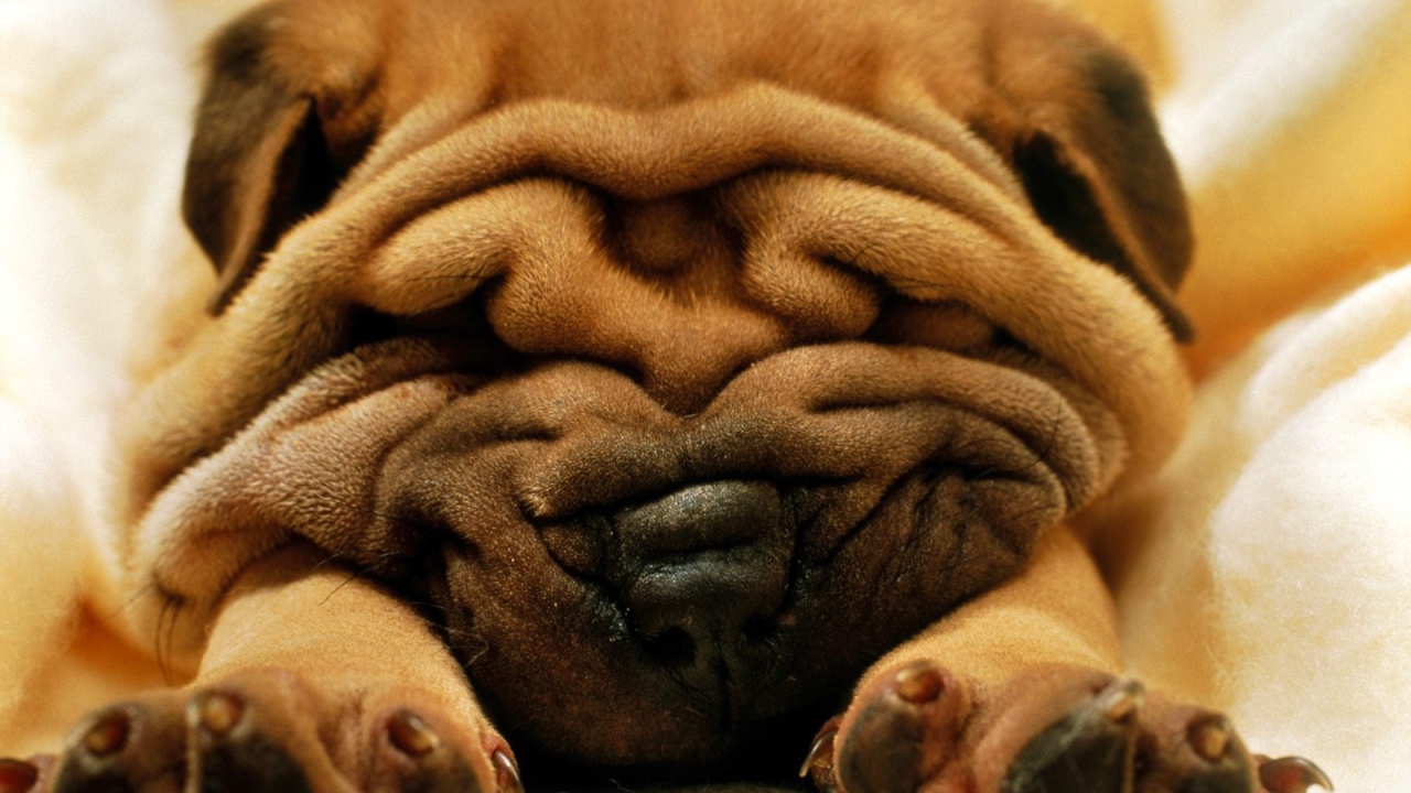 Мистер морщинки