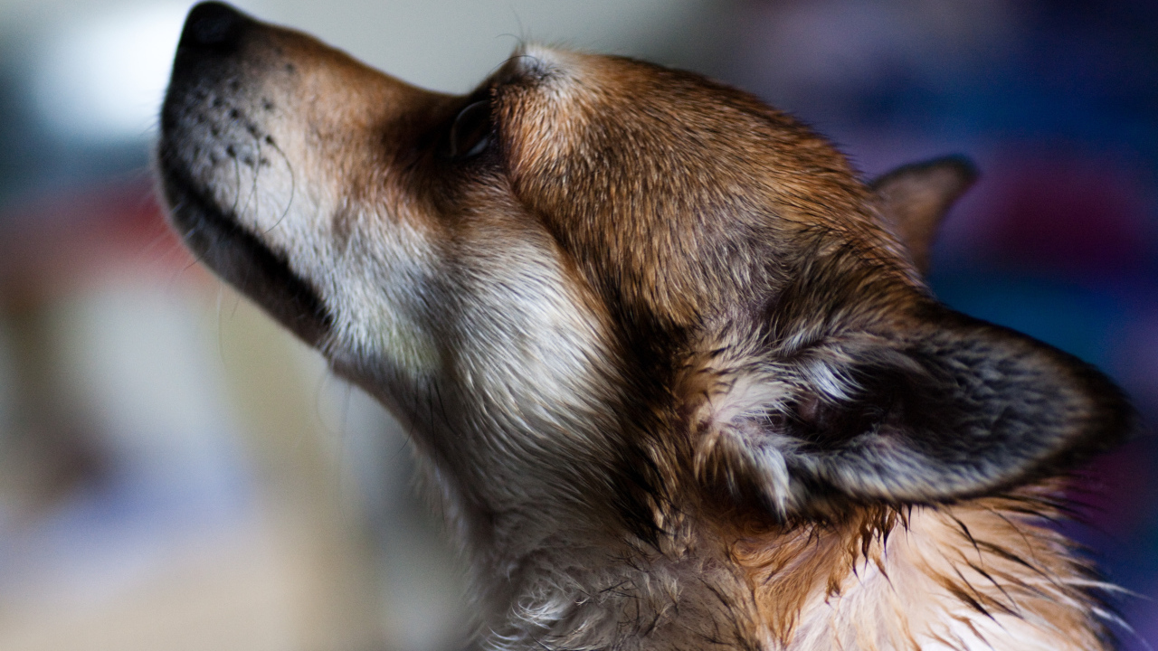 Мордочка норвежского лундехунда