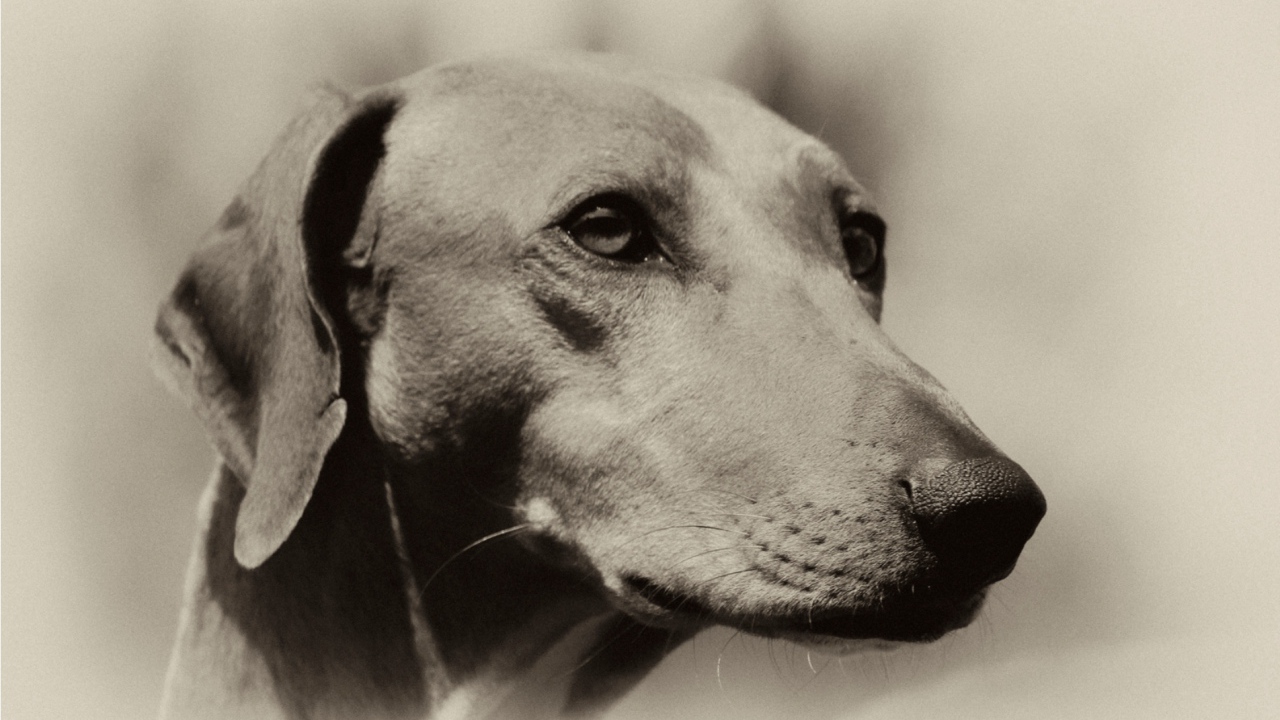 Мордочка собаки азавак