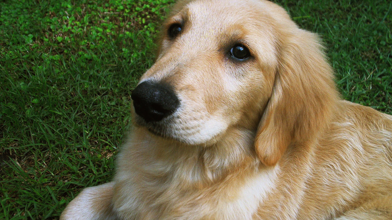 Мордочка золотого ретривера