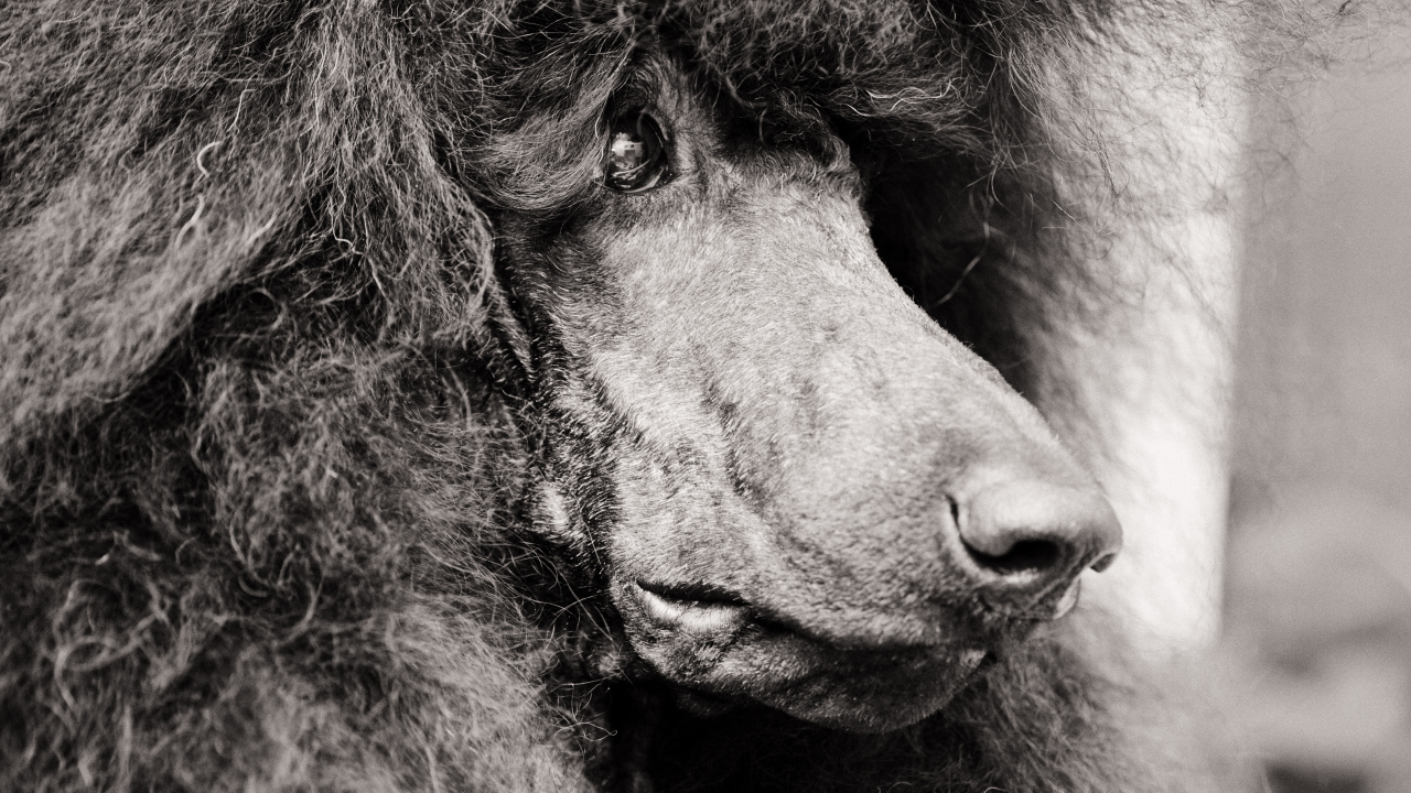 Морда черного пуделя