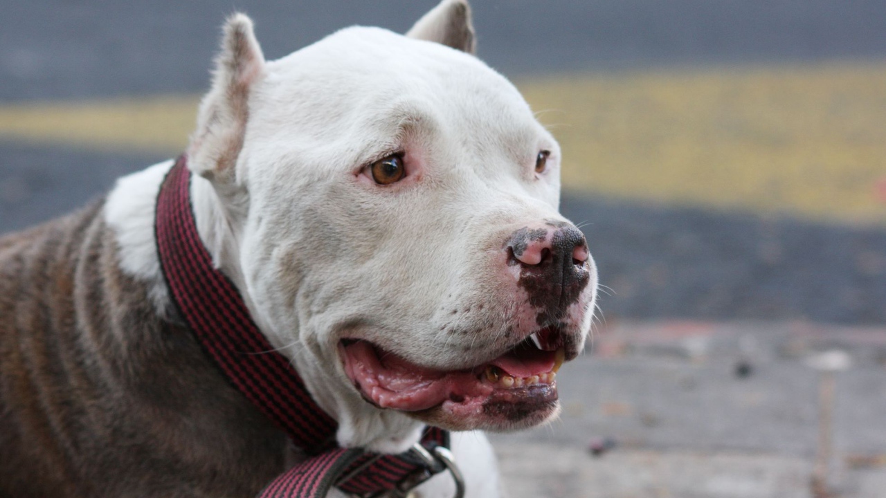 Морда белого питбуля