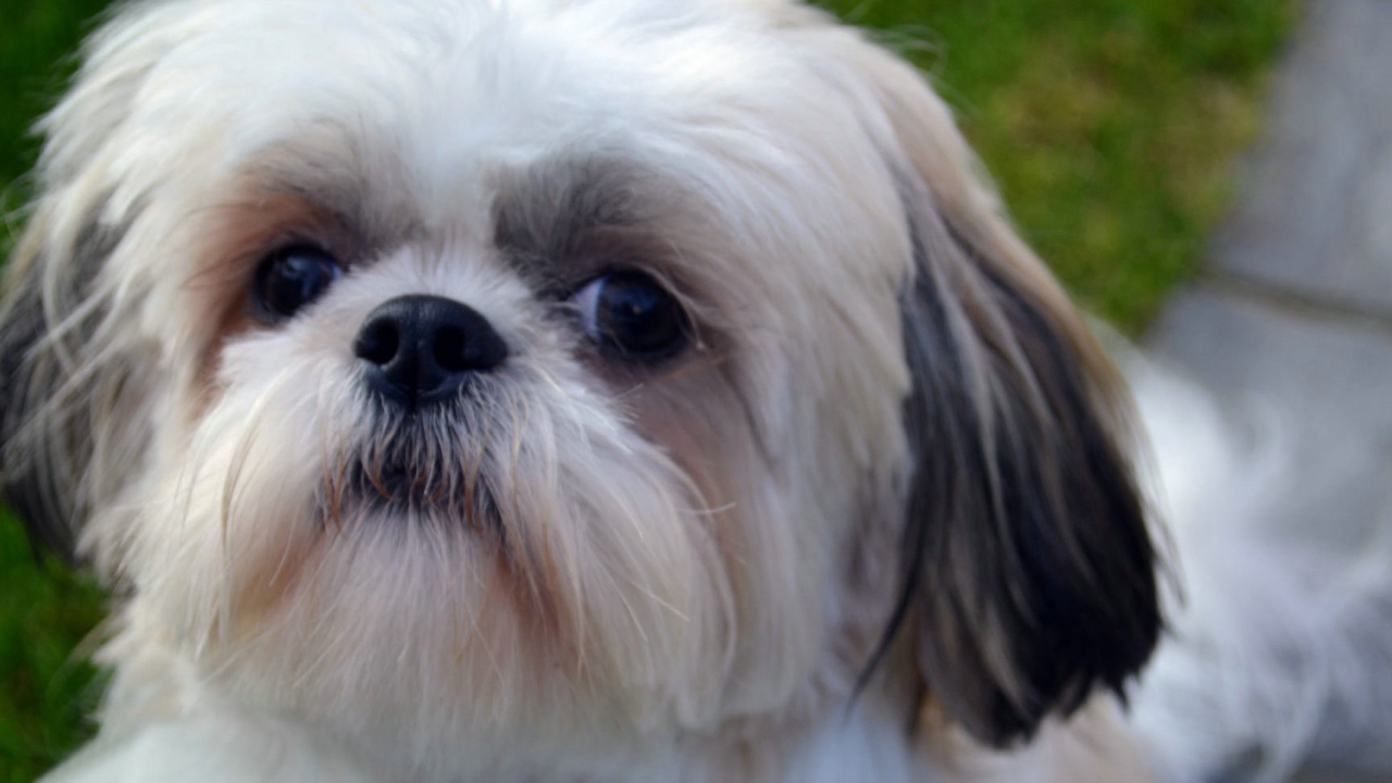 Морда белого шитцу