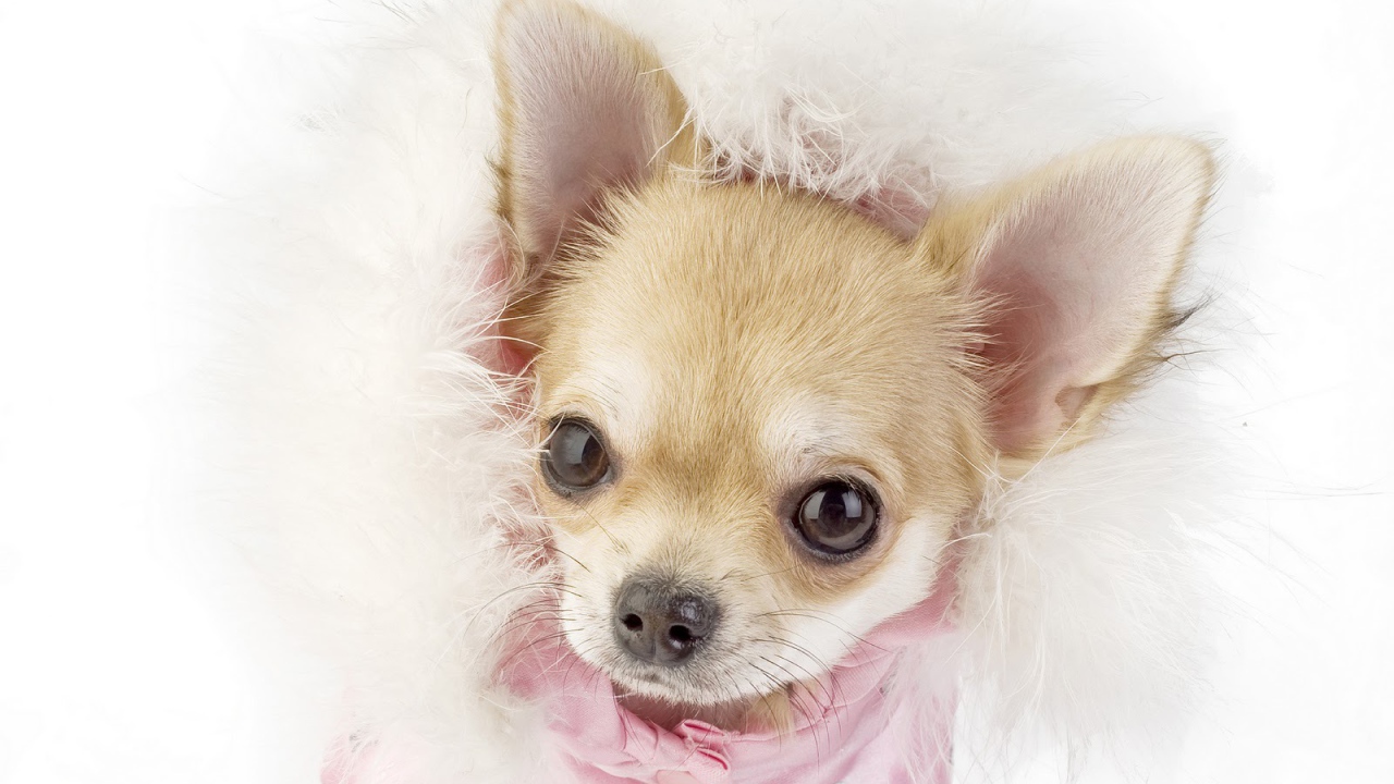 Ухоженная собака чихуахуа