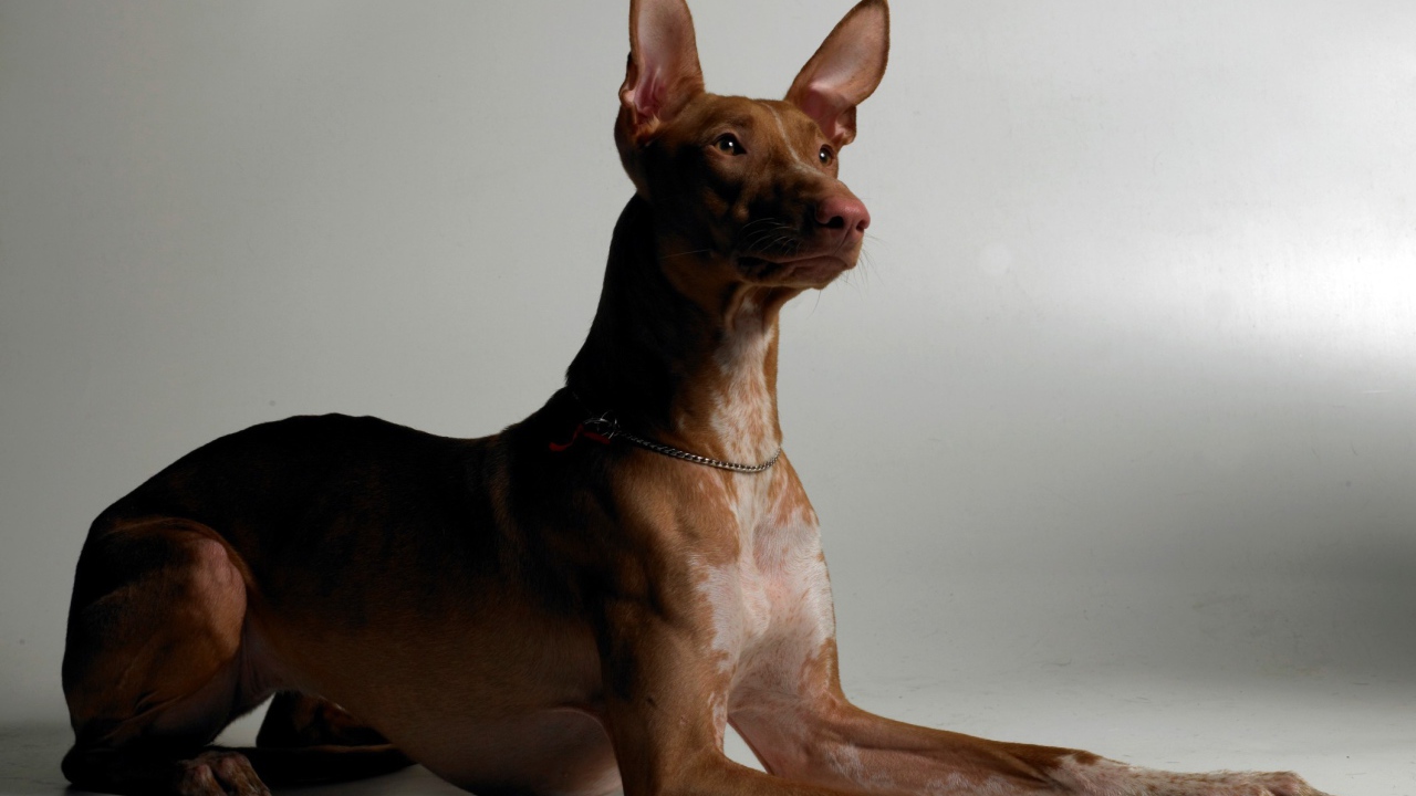 Благородная фараонова собака