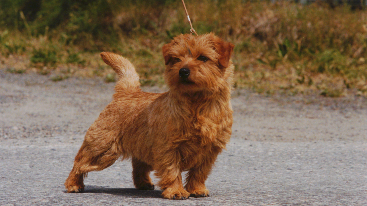 Норфолк терьер на прогулке