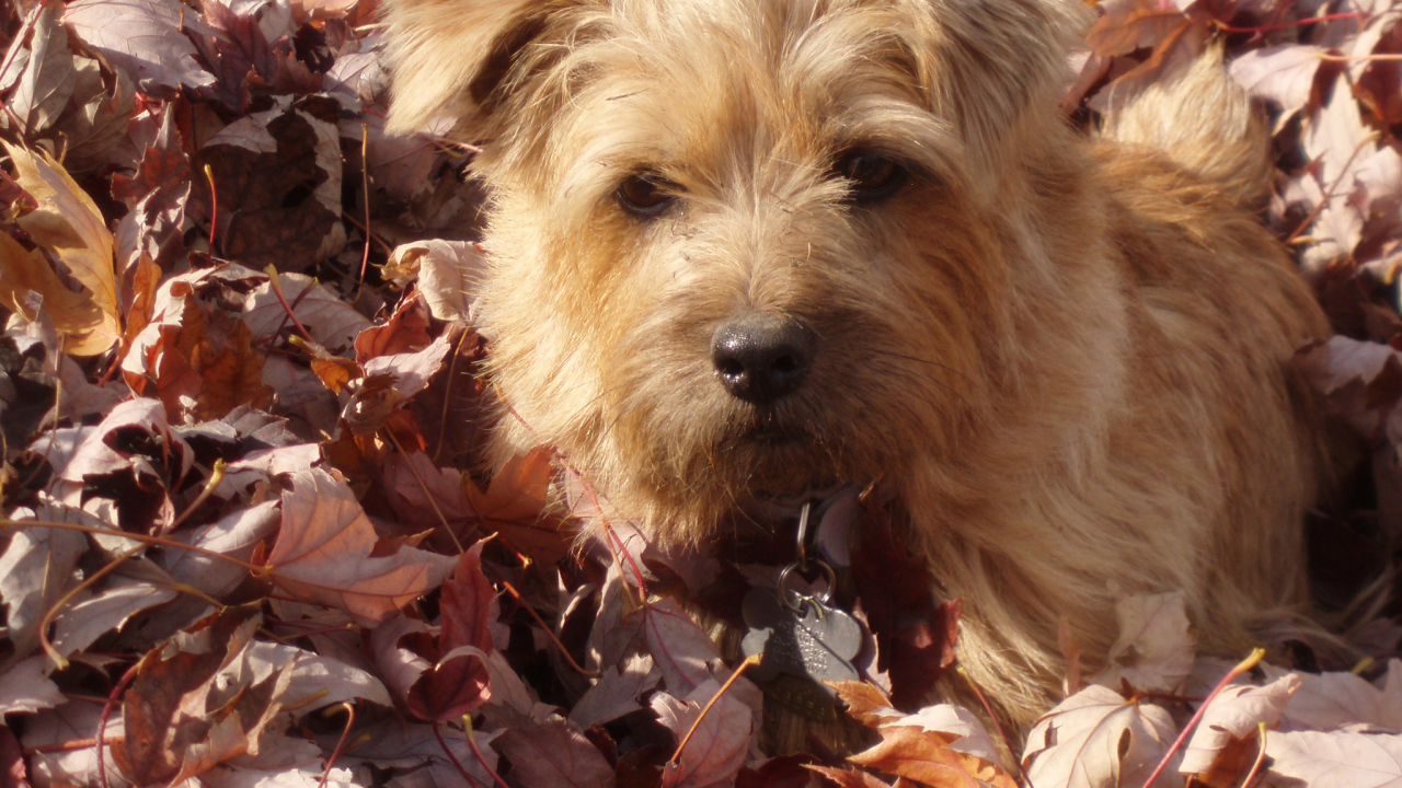 Норфолк терьер в листьях