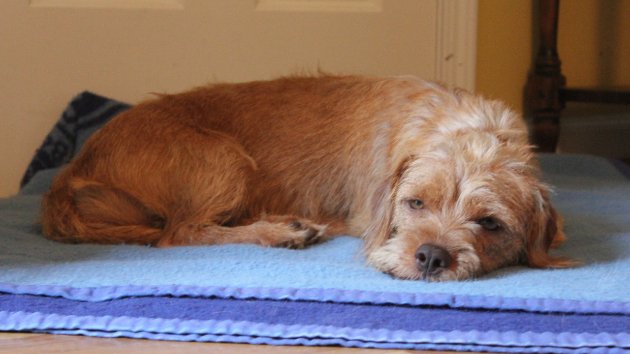 Норфолк терьер лежит на коврике