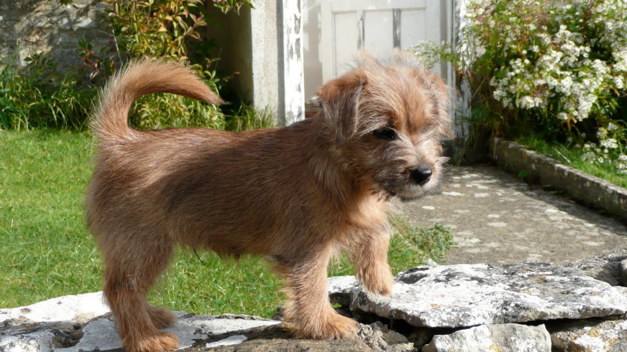 Норфолк терьер на камнях
