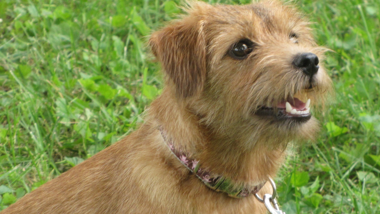 Любознательный норфолк терьер