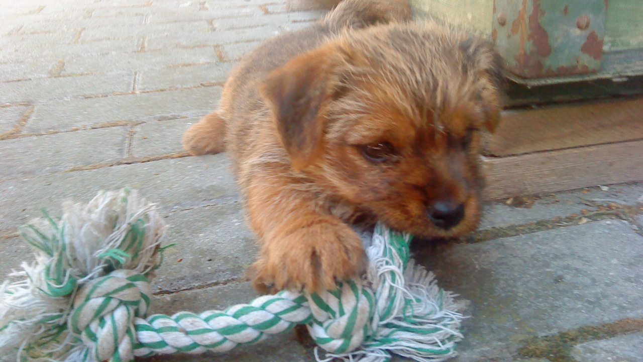 Щенок норфолк терьер грызет игрушку