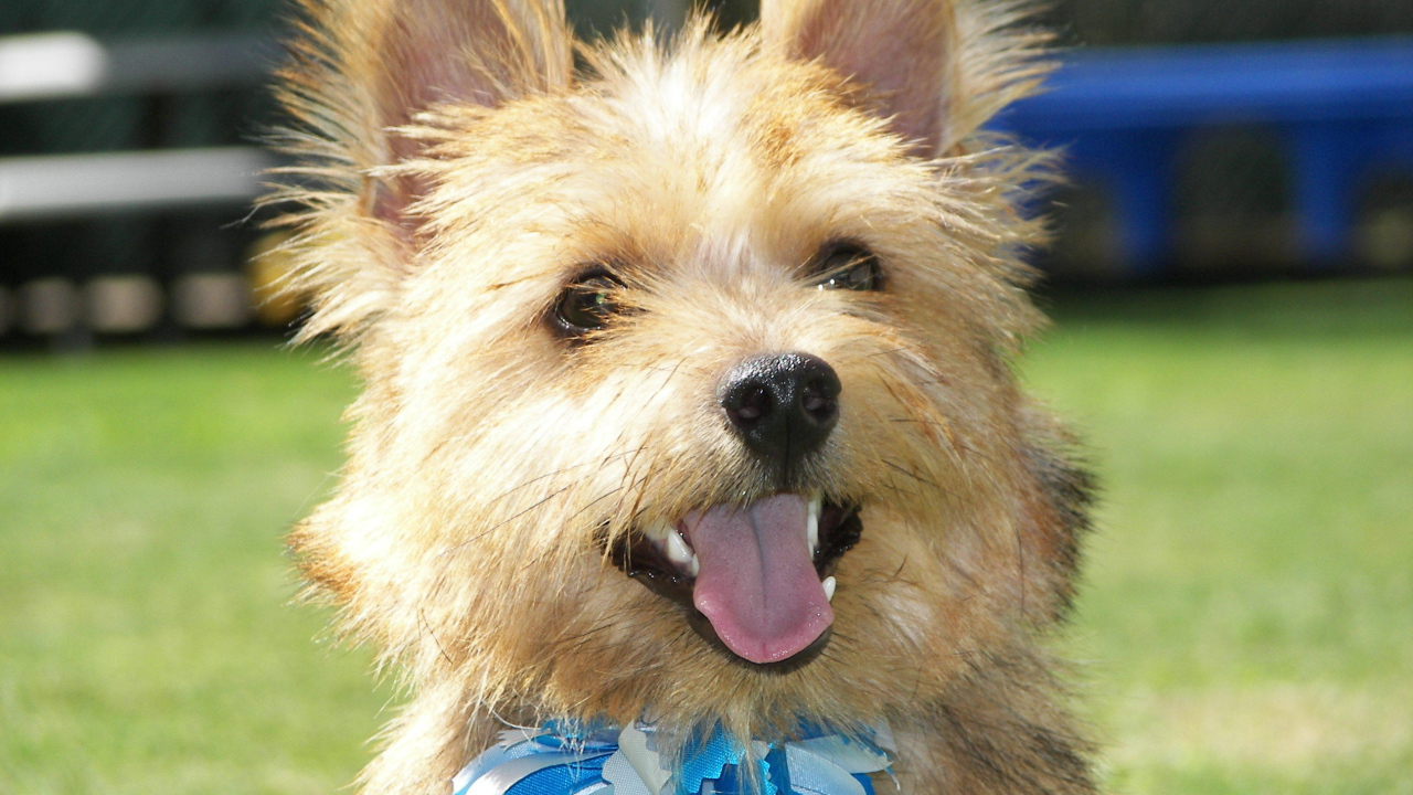 Норфолк терьер с голубым бантом