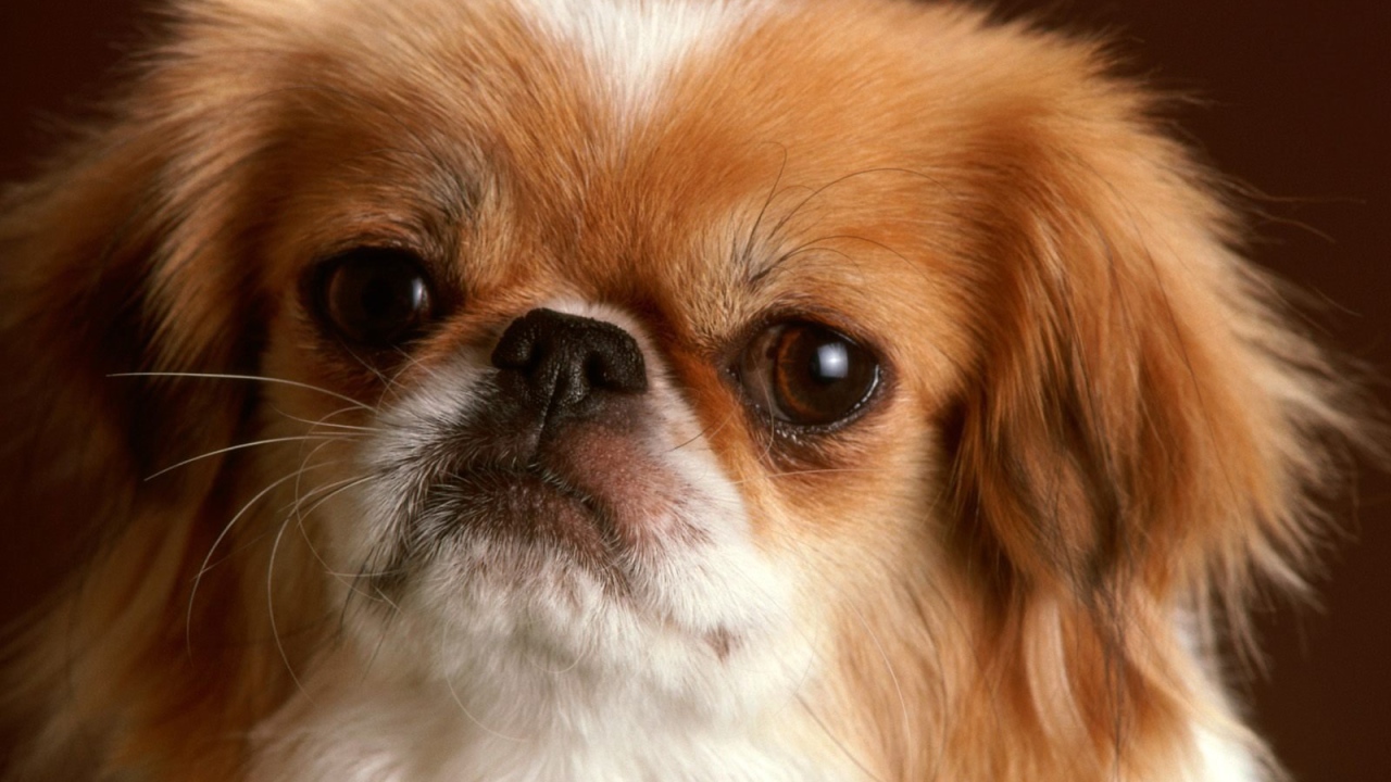 Обиженная морда пекинеса