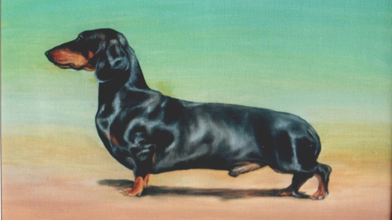 Картина с таксой