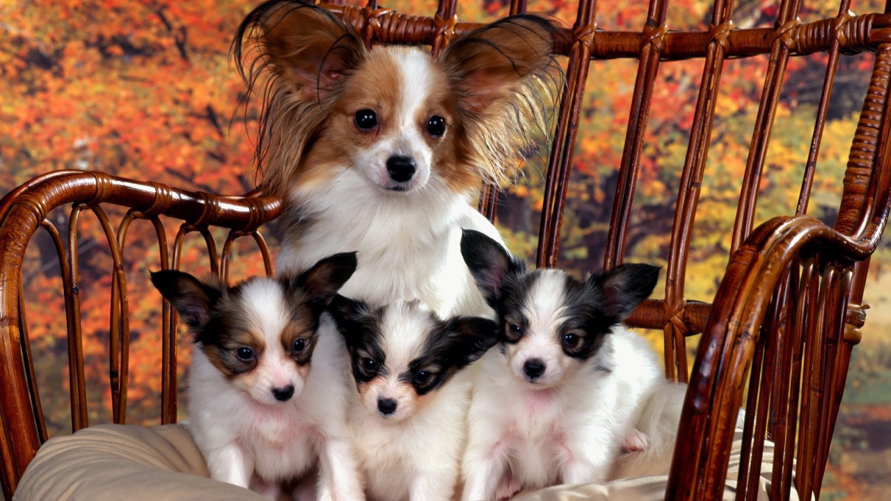Мама папильон с щенками