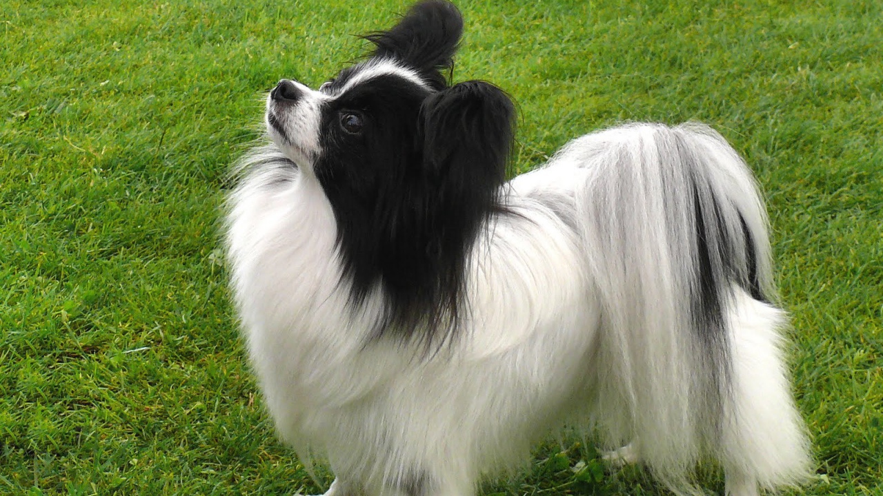 Папильон смотрит вверх