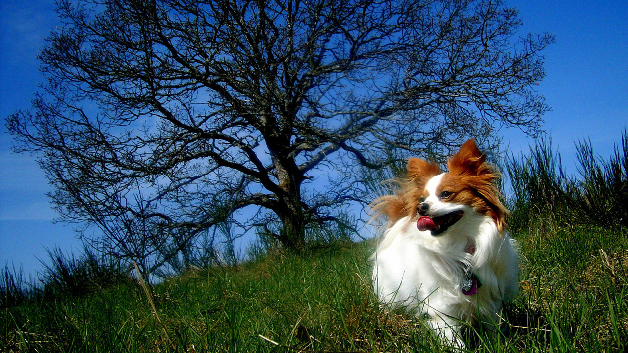 Папильон играет у дерева