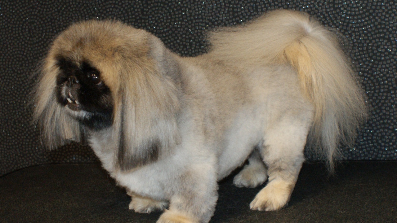 Собака пекинес на черном фоне