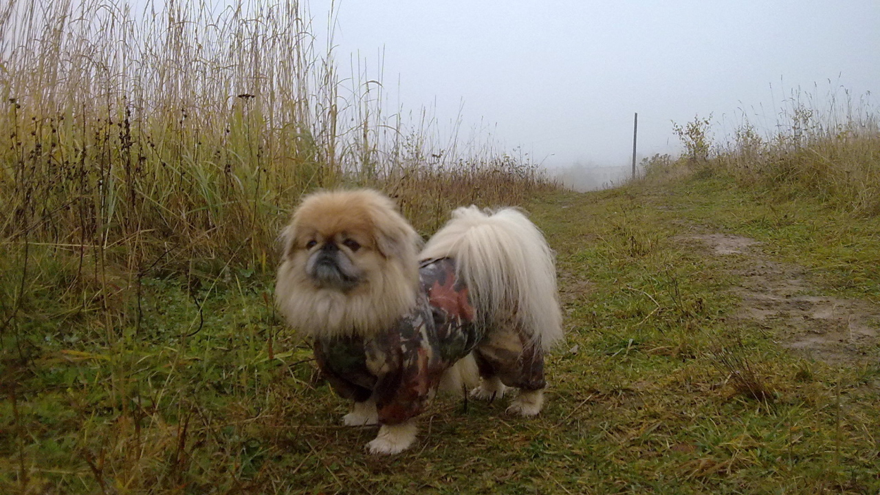 Пекинес в комбинезоне