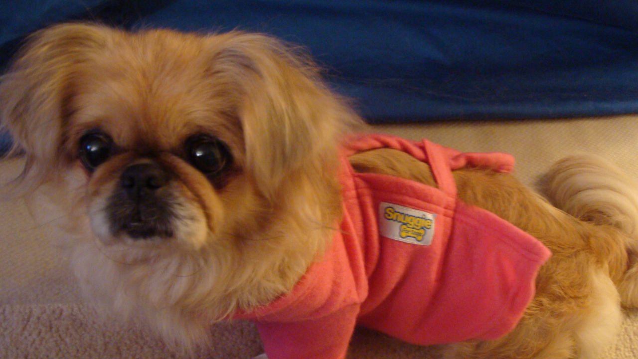 Пекинес в розовой кофте