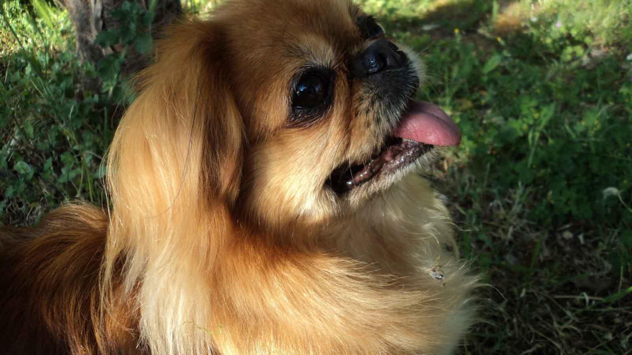 Пекинес в лесу