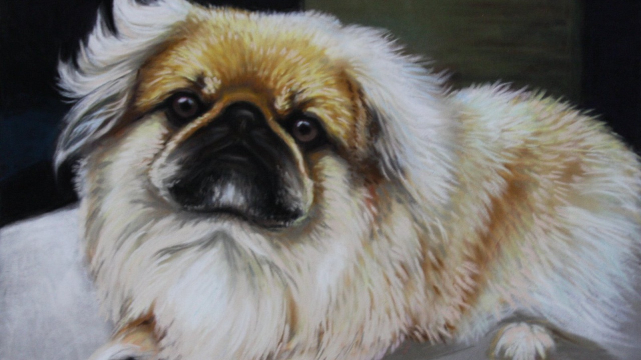 Пекинес на картине