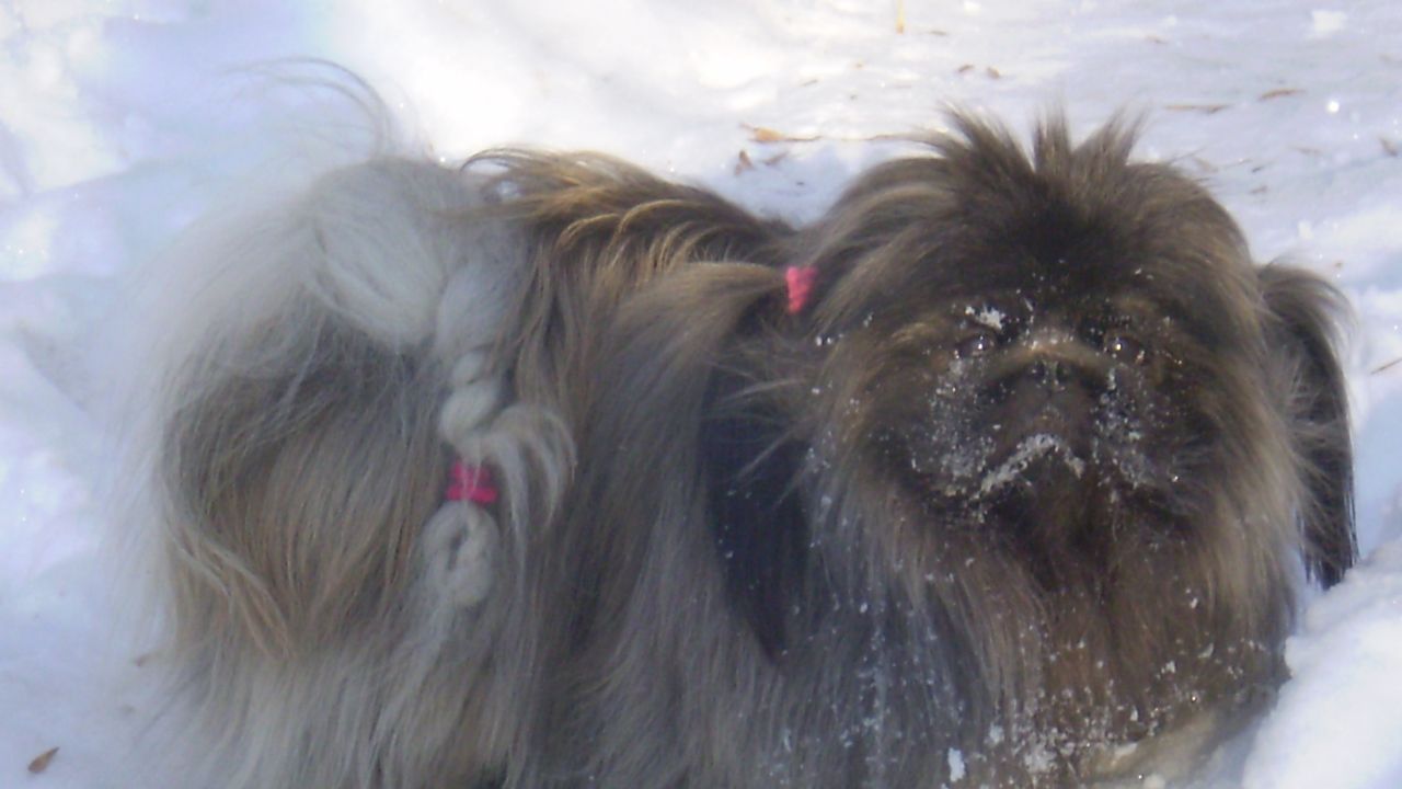 Пекинес в снегу