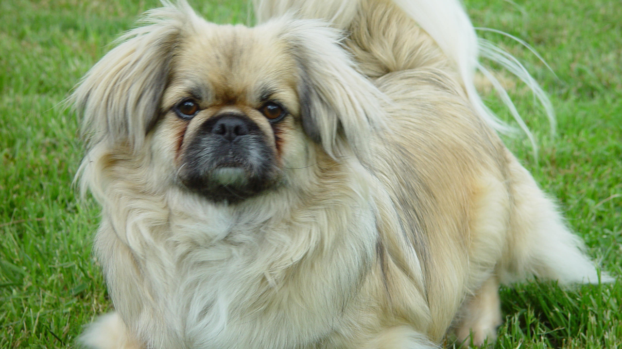 Пекинес на газоне