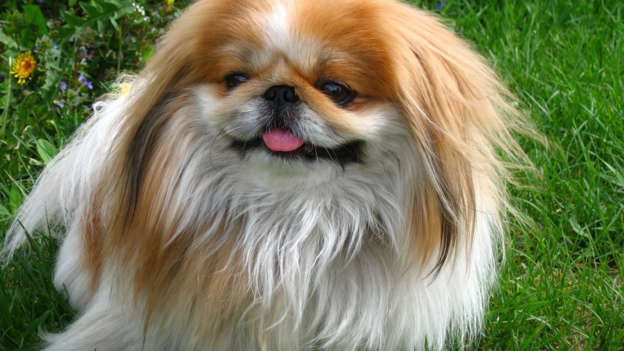 Пекинес гуляет в саду