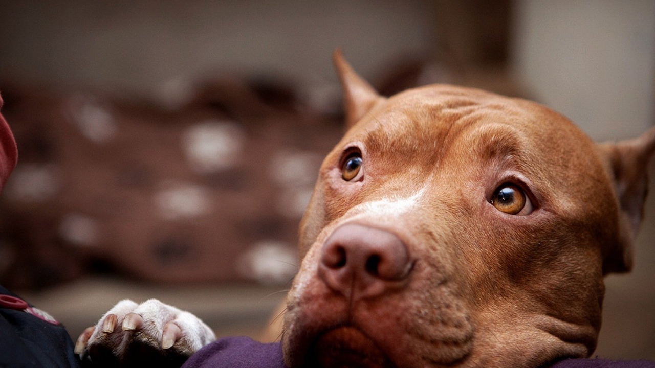 Питбуль смотрит на хозяина