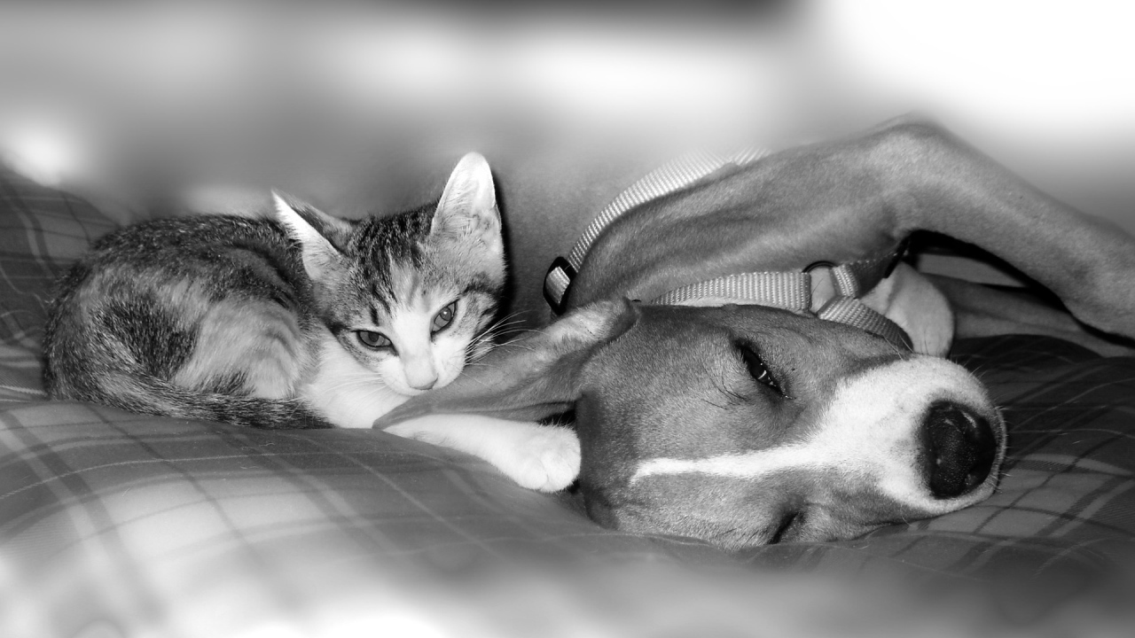 Питбуль с котенком