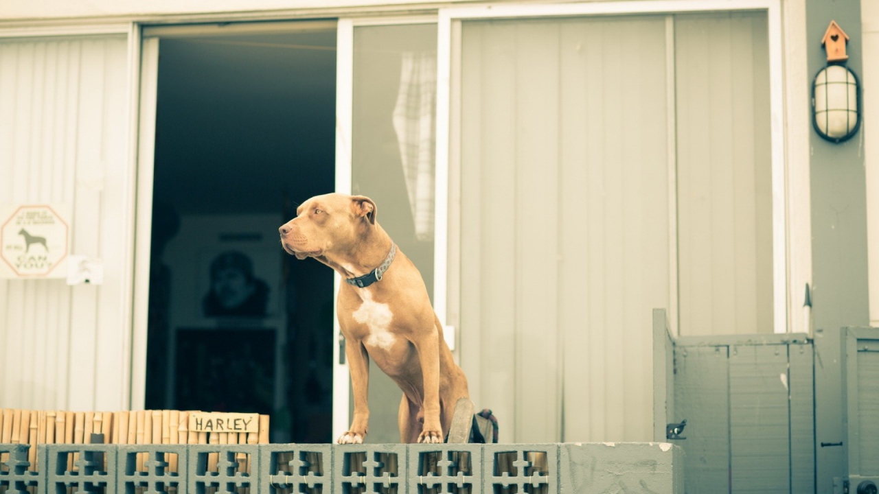 Питбуль охраняет дом