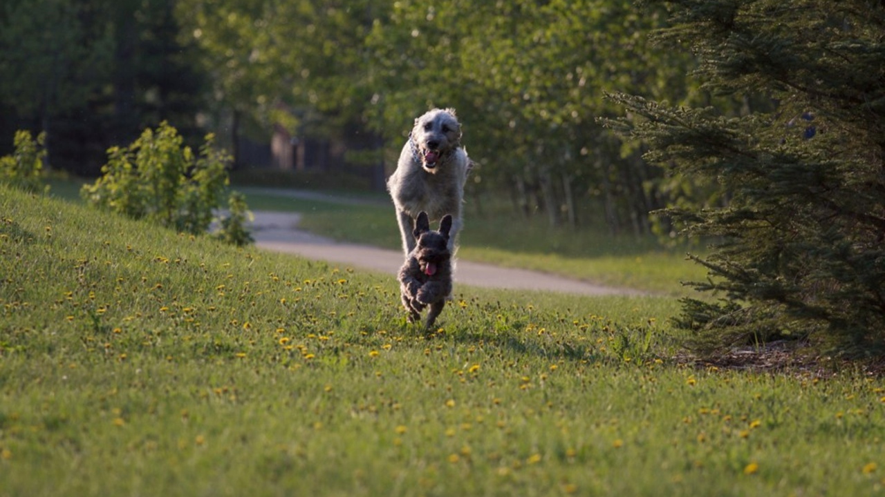 Игривый ирландский волкодав