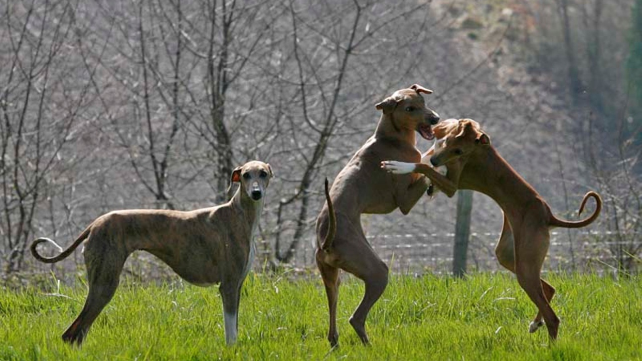 Игривые собаки азавак