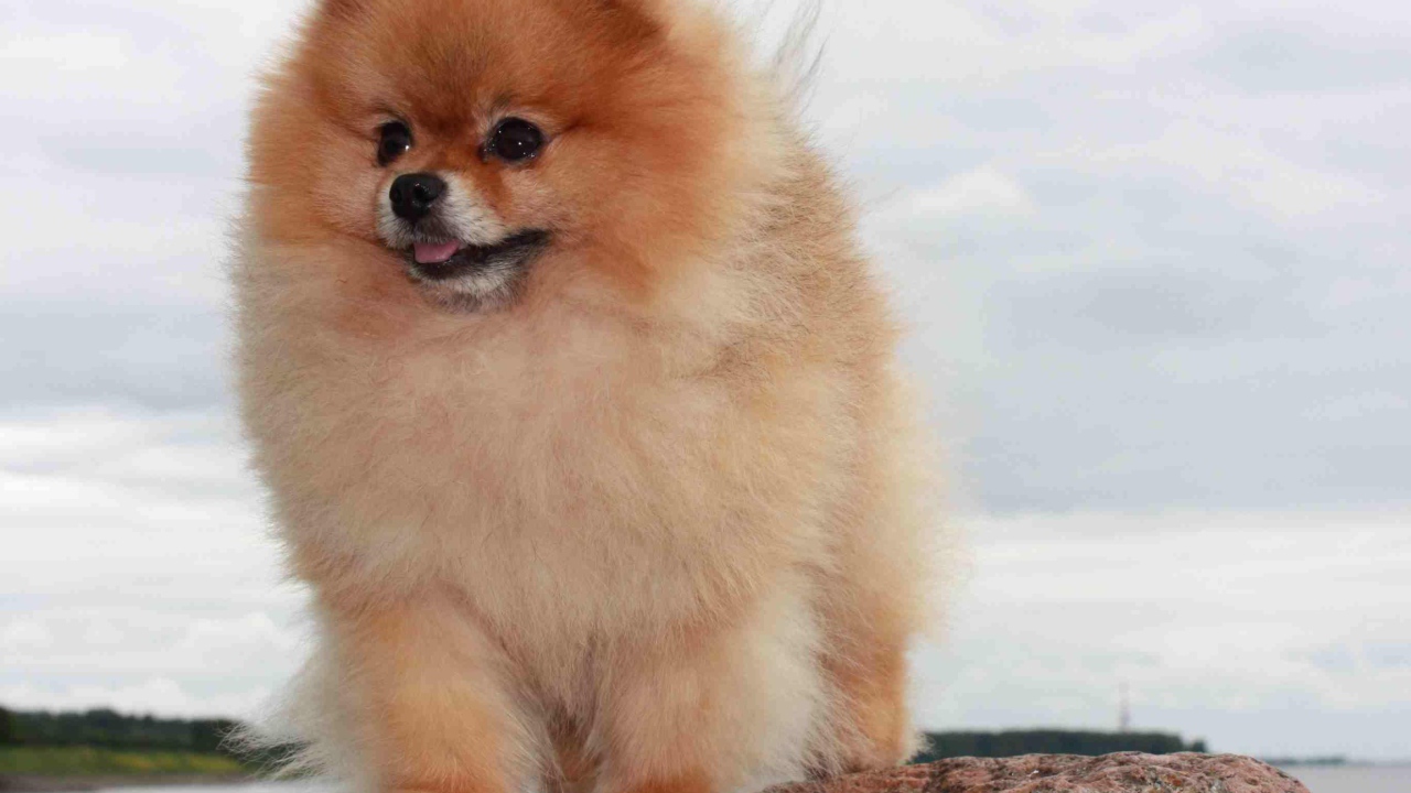 Померанский шпиц на камне